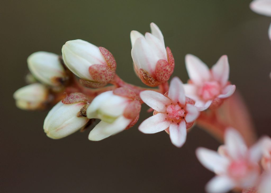 Sedum album